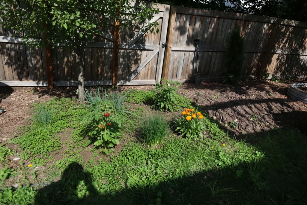 Dreamstead Imagine preview with guild plants composited into the backyard